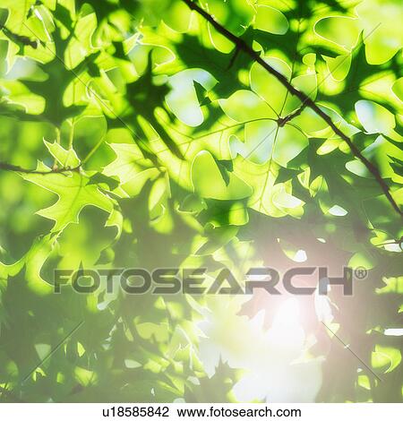 Stock Image - Sunlight through leaves. Fotosearch