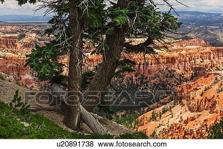 Trees at the edge of cliff View Large Photo Image Stock Photo - Trees at the edge of cliff. Fotosearch