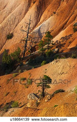 Stock Photo - Trees growing on steep cliff. Fotosearch