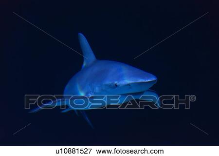 Stock Photo - Underwater view of shark in sea. Fotosearch