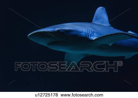 Underwater view of shark in sea View Large Photo Image Stock Photo - Underwater view of shark in sea. Fotosearch