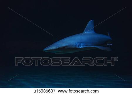 Underwater view of shark in sea View Large Photo Image Stock Photo - Underwater view of shark in sea. Fotosearch