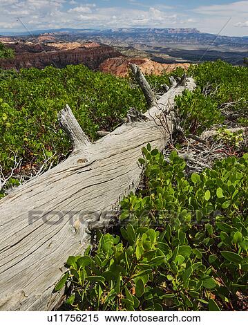 Weathered log View Large Photo Image Stock Photography - Weathered log . Fotosearch
