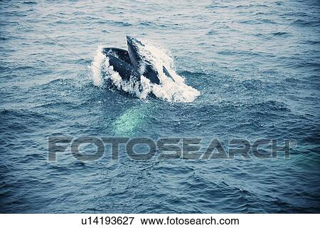 Stock Photo - Whale in Atlantic Ocean. Fotosearch