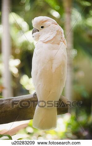 Stock Photo - White parrot. Fotosearch