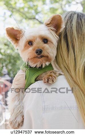 Stock Photo - Woman carrying Yorkshire terrier. Fotosearch