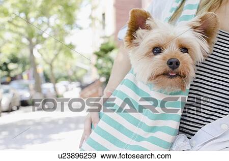 Stock Photo - Woman carrying Yorkshire terrier. Fotosearch