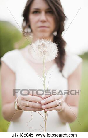 Woman holding dandelion View Large Photo Image Stock Photography - Woman holding dandelion. Fotosearch