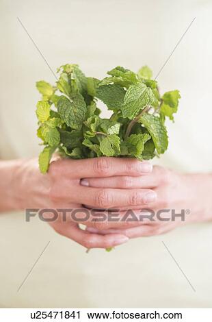 Woman holding fresh mint View Large Photo Image Stock Image - Woman holding fresh mint. Fotosearch