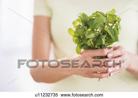 Woman holding fresh mint View Large Photo Image Stock Photography - Woman holding fresh mint. Fotosearch
