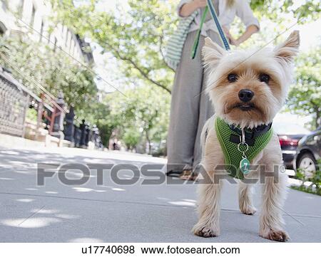 Stock Photo - Woman walking with Yorkshire terrier. Fotosearch