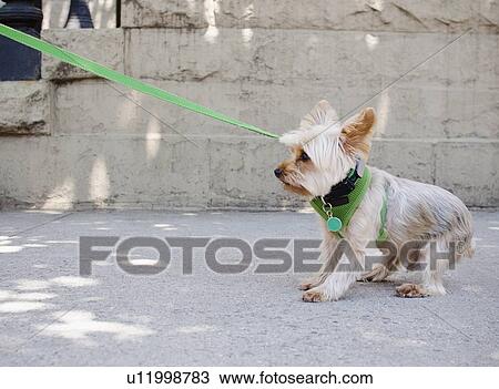 Yorkshire terrier pulling its leash View Large Photo Image Stock Image - Yorkshire terrier pulling its leash. Fotosearch
