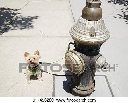 Stock Image - Yorkshire terrier tied to fire hydrant. Fotosearch