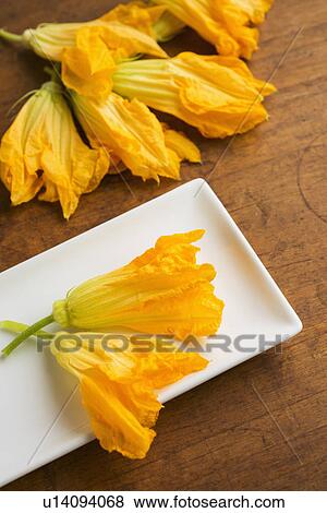 Zucchini blossoms on plate, studio shot View Large Photo Image Stock Photo - Zucchini blossoms on plate, studio shot. Fotosearch