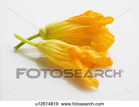 Stock Photo - Zucchini blossoms on white background, studio shot. Fotosearch
