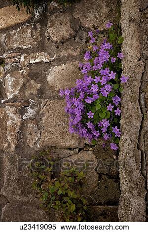 Stock Photography - CivitÃ di Bagnoregio: campanula violets flowering as they grow in crevice of old textured stone wall, close up detail, Umbria, Italy. Fotosearch