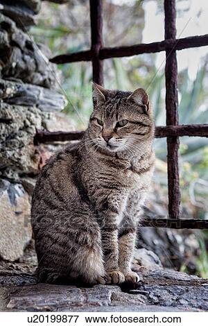 Close up frontal view of tabby cat sitting on stone ledge with iron grille behind, Monterosso al Mare, Cinque Terre. Liguria, Italy View Large Photo Image Stock Photo - Close up frontal view of tabby cat sitting on stone ledge with iron grille behind, Monterosso al Mare, Cinque Terre. Liguria, Italy. Fotosearch