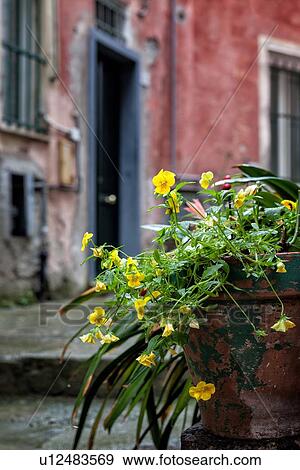 Stock Photo - Close up view of yellow pansies in peeling terracotta pot, with pink walls of houses in background, rainy day, Monterosso al Mare, Cinque Terre, Liguria, Italy. Fotosearch