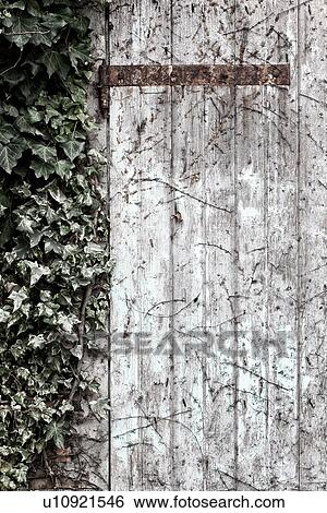 Stock Photograph - Detail of old barn doors, wooden plank, with rusty hinge, ivy growing up side, desaturated image, Emilia Romagna, Italy. Fotosearch