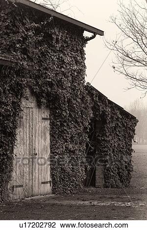 Stock Image - Detail of old barn with wooden doors closed, ivy growing across, field in early morning fog beyond, desaturated view, Emilia Romagna, Italy. Fotosearch
