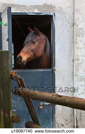 Detail of old stucco barn with crumbling facade, half door open, and brown horse standing with head framed, Emilia Romagna, Italy View Large Photo Image Stock Image - Detail of old stucco barn with crumbling facade, half door open, and brown horse standing with head framed, Emilia Romagna, Italy. Fotosearch