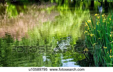 Stock Photography - Detail view of Parco Sempione lake reflections of trees and yellow irises at water's edge, Castello Sforzesco, Milan Italy. Fotosearch