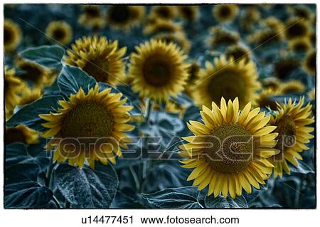 Stock Image - Evening sunflowers: close up of sunflower with others beyond in shallow depth of field, stylised image, Umbria, Italy. Fotosearch