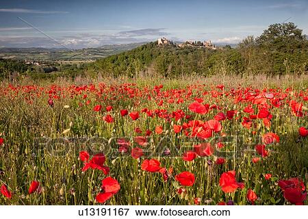 Field of wild poppies, with hilltop village of Montemulino and Tiber valley beyond, spring evening, Umbria, Italy View Large Photo Image Stock Photo - Field of wild poppies, with hilltop village of Montemulino and Tiber valley beyond, spring evening, Umbria, Italy. Fotosearch