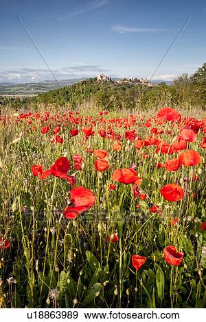 Stock Photo - Field of wild poppies, with hilltop village of Montemulino and Tiber valley beyond, spring evening, Umbria, Italy. Fotosearch