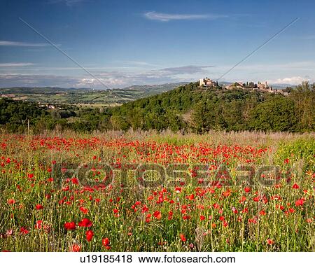 Field of wild poppies, with hilltop village of Montemulino and Tiber valley beyond, spring evening, Umbria, Italy View Large Photo Image Stock Photo - Field of wild poppies, with hilltop village of Montemulino and Tiber valley beyond, spring evening, Umbria, Italy. Fotosearch