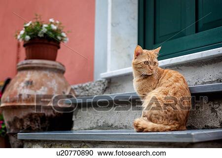 Ginger cat sitting on doorstep with terracotta vase and white flowers against pink wall, green door, closeup view, Monterosso al Mare, Cinque Terre, Liguria, Italy View Large Photo Image Stock Image - Ginger cat sitting on doorstep with terracotta vase and white flowers against pink wall, green door, closeup view, Monterosso al Mare, Cinque Terre, Liguria, Italy. Fotosearch