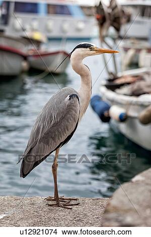 Picture - Heron close up in fishing port. perching on quayside, other boats in background, Camogli, Liguria, Italy. Fotosearch