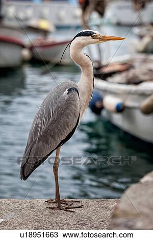Stock Image - Heron close up in fishing port. perching on quayside, other boats in background, Camogli, Liguria, Italy. Fotosearch
