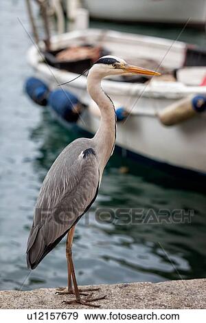 Heron close up in fishing port. perching on quayside, other boats in background, Camogli, Liguria, Italy View Large Photo Image Stock Photo - Heron close up in fishing port. perching on quayside, other boats in background, Camogli, Liguria, Italy. Fotosearch