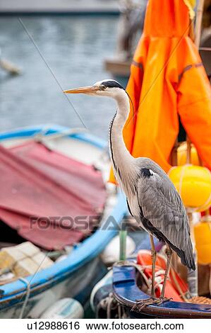 Heron close up in fishing port. perching on wooden fishing boat, with orange slicker hanging, and other boats in background, Camogli, Liguria, Italy View Large Photo Image Stock Photograph - Heron close up in fishing port. perching on wooden fishing boat, with orange slicker hanging, and other boats in background, Camogli, Liguria, Italy. Fotosearch