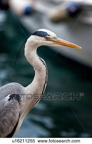 Stock Photography - Heron detail of head and neck in fishing port. perching on quayside, other boats in background, Camogli, Liguria, Italy. Fotosearch