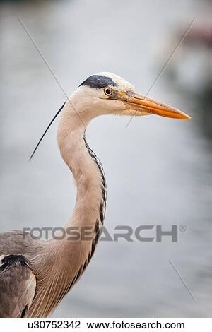 Heron in fishing port detail of head and neck, Camogli, Liguria, Italy View Large Photo Image Stock Image - Heron in fishing port detail of head and neck, Camogli, Liguria, Italy. Fotosearch