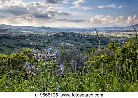 Stock Photography - Montefalco: view of sun-dappled valley in afternoon spring light with grass and blue flowers in foreground, dramatic clouds, Umbria, Italy. Fotosearch