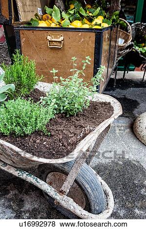 Old wheelbarrow full of soil and planted herbs with ornate container of lemons beyond, close up detail, Monterosso al Mare, Cinque Terre. Liguria, Italy View Large Photo Image Stock Photo - Old wheelbarrow full of soil and planted herbs with ornate container of lemons beyond, close up detail, Monterosso al Mare, Cinque Terre. Liguria, Italy. Fotosearch