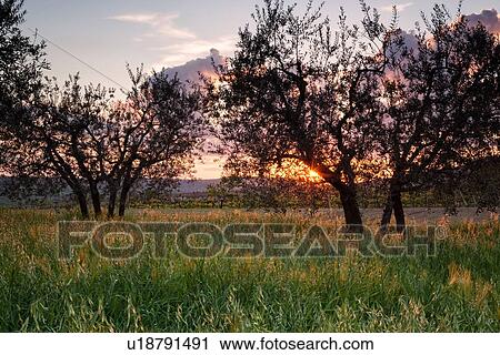 Stock Image - Olive grove at sunset with orange backlight to grass, trees silhouetted against pink clouds, sunstar Montefalco, Umbria, Italy. Fotosearch