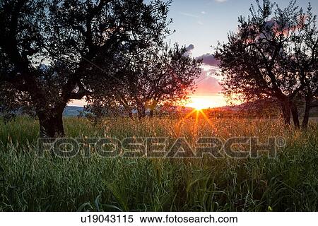 Olive grove at sunset with orange backlight to grass, trees silhouetted against pink clouds, sunstar Montefalco, Umbria, Italy View Large Photo Image Stock Photography - Olive grove at sunset with orange backlight to grass, trees silhouetted against pink clouds, sunstar Montefalco, Umbria, Italy. Fotosearch