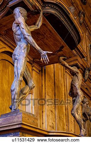 Palazzo Archigennasio: anatomy lecture theatre detail of two wooden statues of human figures displaying musculature above lecturer pulpit - "Spellati", Bologna, Italy View Large Photo Image Stock Photo - Palazzo Archigennasio: anatomy lecture theatre detail of two wooden statues of human figures displaying musculature above lecturer pulpit - "Spellati", Bologna, Italy. Fotosearch