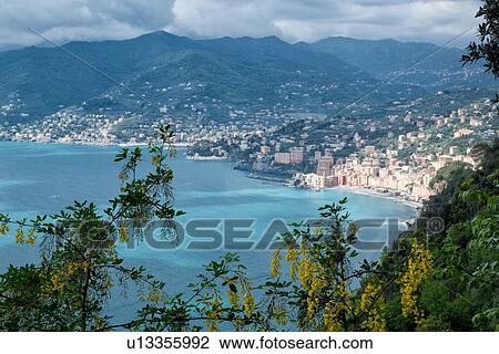 Scenic view of Camogli town and coastline on path between San Fruttuoso and Camogli, with yellow laburnum flowers hanging in foreground on beautiful spring morning, Liguria, Italy View Large Photo Image Stock Image - Scenic view of Camogli town and coastline on path between San Fruttuoso and Camogli, with yellow laburnum flowers hanging in foreground on beautiful spring morning, Liguria, Italy. Fotosearch