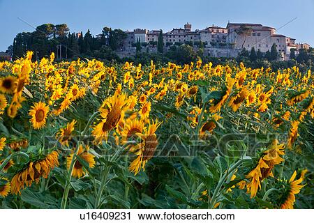 Stock Image - Sunflowers at sunrise: medieval hilltop town of MonteCastello di Vibio beyond a field of sunflowers in early morning light, Umbria, Italy. Fotosearch