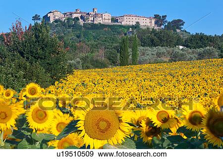 Stock Photo - Sunflowers at sunrise: medieval hilltop town of MonteCastello di Vibio beyond a field of sunflowers in early morning light, Umbria, Italy. Fotosearch