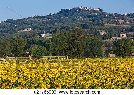 Sunflowers at sunrise: medieval hilltop town of MonteCastello di Vibio beyond a field of sunflowers in early morning light, Umbria, Italy View Large Photo Image Stock Photo - Sunflowers at sunrise: medieval hilltop town of MonteCastello di Vibio beyond a field of sunflowers in early morning light, Umbria, Italy. Fotosearch