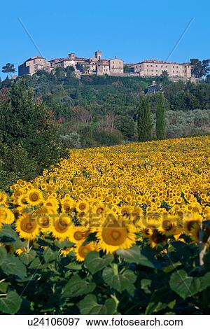 Sunflowers at sunrise: medieval hilltop town of MonteCastello di Vibio beyond a field of sunflowers in early morning light, Umbria, Italy View Large Photo Image Stock Photo - Sunflowers at sunrise: medieval hilltop town of MonteCastello di Vibio beyond a field of sunflowers in early morning light, Umbria, Italy. Fotosearch