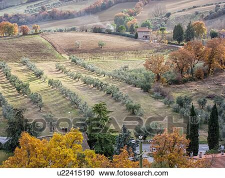 Stock Image - Tiber valley in autumn with diagonal rows of olive trees and shadows in late afternoon sun, foliage changing to yellow and brown, ploughed fields, Umbria, Italy. Fotosearch