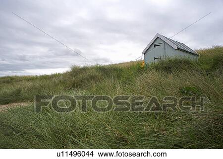 Beach grass blowing in wind View Large Photo Image Picture - Beach grass blowing in wind. Fotosearch