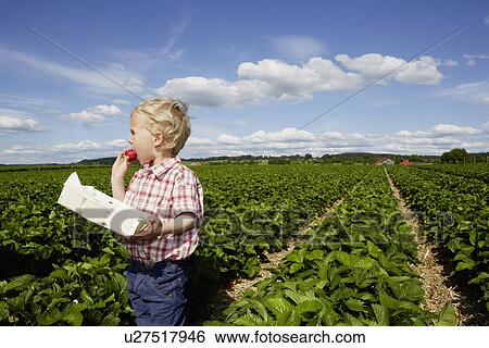 Boy eating strawberry in crop field View Large Photo Image Stock Photograph - Boy eating strawberry in crop field. Fotosearch